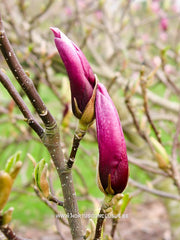 Magnolia 'Orchid' - Sierboom - Hortus Conclusus  - 4