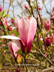 Magnolia 'Orchid' - Sierboom - Hortus Conclusus  - 5