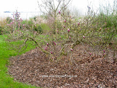 Magnolia 'Orchid' - Sierboom - Hortus Conclusus  - 6