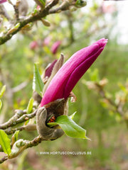 Magnolia 'Orchid' - Sierboom - Hortus Conclusus  - 7