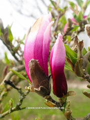 Magnolia 'Orchid' - Sierboom - Hortus Conclusus  - 8