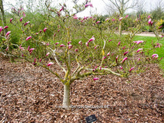 Magnolia 'Orchid' - Sierboom - Hortus Conclusus  - 9