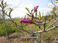 Magnolia 'Orchid' - Sierboom - Hortus Conclusus  - 10