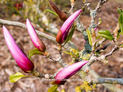 Magnolia 'Orchid' - Sierboom - Hortus Conclusus  - 11