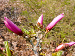 Magnolia 'Orchid' - Sierboom - Hortus Conclusus  - 12