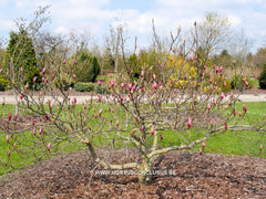 Magnolia 'Orchid' - Sierboom - Hortus Conclusus  - 13
