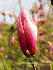 Magnolia 'Orchid' - Sierboom - Hortus Conclusus  - 14
