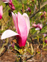 Magnolia 'Orchid' - Sierboom - Hortus Conclusus  - 15