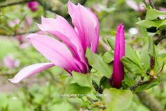 Magnolia 'Orchid' - Sierboom - Hortus Conclusus  - 16