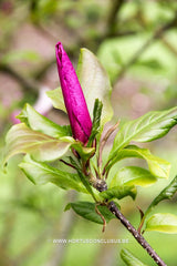 Magnolia 'Orchid' - Sierboom - Hortus Conclusus  - 17