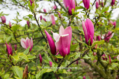 Magnolia 'Orchid' - Sierboom - Hortus Conclusus  - 18