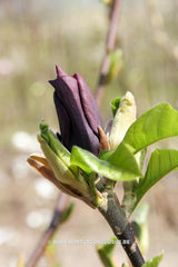Magnolia 'Oriental Night' - Sierboom - Hortus Conclusus  - 1