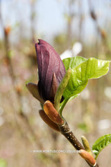 Magnolia 'Oriental Night' - Sierboom - Hortus Conclusus  - 3