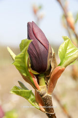 Magnolia 'Oriental Night' - Sierboom - Hortus Conclusus  - 4