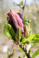 Magnolia 'Oriental Night' - Sierboom - Hortus Conclusus  - 5