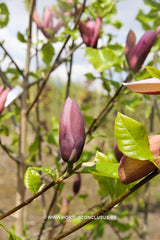 Magnolia 'Oriental Night' - Sierboom - Hortus Conclusus  - 8