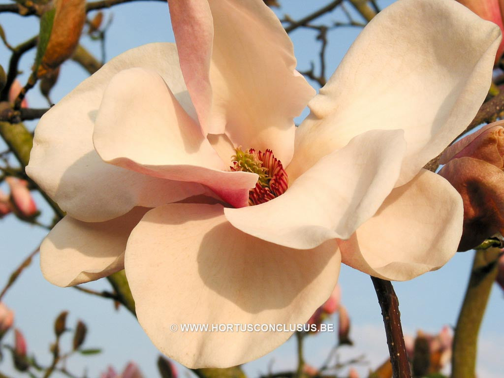 Magnolia 'Paul Cook' - Sierboom - Hortus Conclusus  - 1