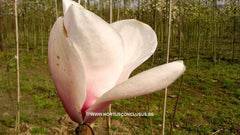 Magnolia 'Paul Cook' - Sierboom - Hortus Conclusus  - 2