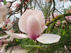 Magnolia 'Paul Cook' - Sierboom - Hortus Conclusus  - 3