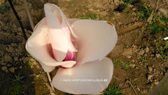 Magnolia 'Paul Cook' - Sierboom - Hortus Conclusus  - 4