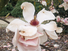 Magnolia 'Paul Cook' - Sierboom - Hortus Conclusus  - 5