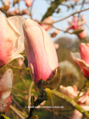 Magnolia 'Paul Cook' - Sierboom - Hortus Conclusus  - 7