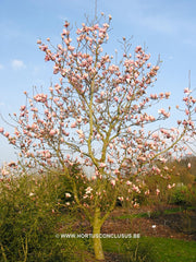 Magnolia 'Paul Cook' - Sierboom - Hortus Conclusus  - 8