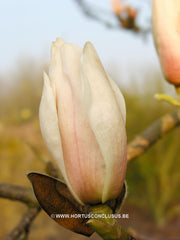 Magnolia 'Paul Cook Seedling' - Heester - Hortus Conclusus  - 1