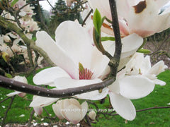 Magnolia 'Paul Cook Seedling' - Heester - Hortus Conclusus  - 3