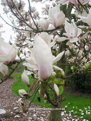 Magnolia 'Paul Cook Seedling' - Heester - Hortus Conclusus  - 6
