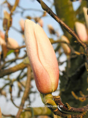 Magnolia 'Paul Cook Seedling' - Heester - Hortus Conclusus  - 7