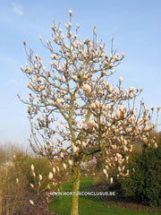 Magnolia 'Paul Cook Seedling' - Heester - Hortus Conclusus  - 8