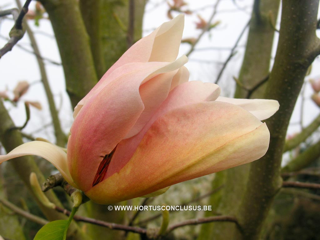 Magnolia 'Peachy' - Heester - Hortus Conclusus  - 1