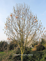 Magnolia 'Peachy' - Heester - Hortus Conclusus  - 2