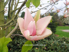 Magnolia 'Peachy' - Heester - Hortus Conclusus  - 3