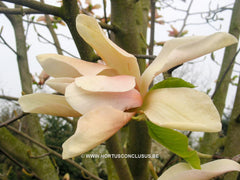 Magnolia 'Peachy' - Heester - Hortus Conclusus  - 4