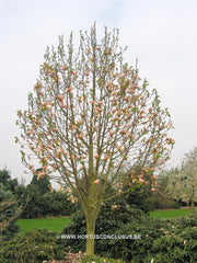 Magnolia 'Peachy' - Heester - Hortus Conclusus  - 6