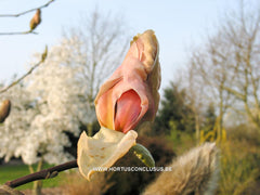 Magnolia 'Peachy' - Heester - Hortus Conclusus  - 8