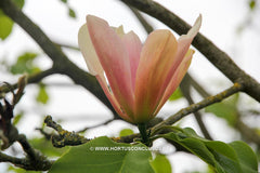 Magnolia 'Peachy' - Heester - Hortus Conclusus  - 10
