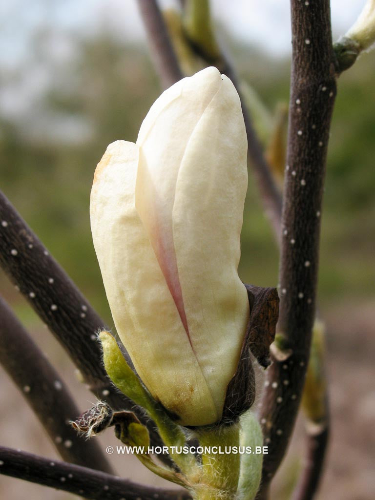 Magnolia 'Pegasus' - Sierboom - Hortus Conclusus  - 1