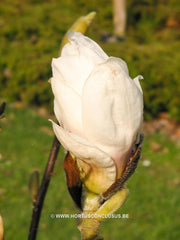 Magnolia 'Pegasus' - Sierboom - Hortus Conclusus  - 2