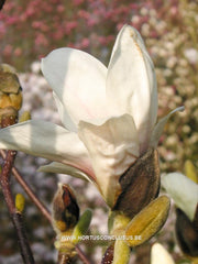 Magnolia 'Pegasus' - Sierboom - Hortus Conclusus  - 3