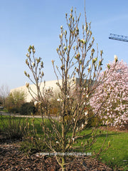 Magnolia 'Pegasus' - Sierboom - Hortus Conclusus  - 4