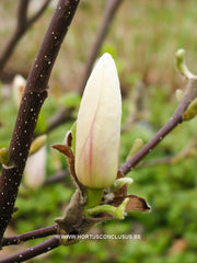 Magnolia 'Pegasus' - Sierboom - Hortus Conclusus  - 5