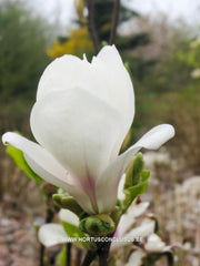 Magnolia 'Pegasus' - Sierboom - Hortus Conclusus  - 6
