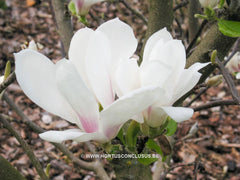 Magnolia 'Pegasus' - Sierboom - Hortus Conclusus  - 7