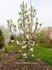 Magnolia 'Pegasus' - Sierboom - Hortus Conclusus  - 8
