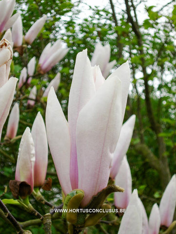 Magnolia 'Peppermint Stick'