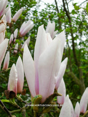 Magnolia 'Peppermint Stick' - Heester - Hortus Conclusus  - 1