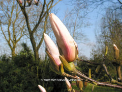 Magnolia 'Peppermint Stick' - Heester - Hortus Conclusus  - 2